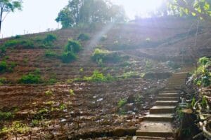 باغ سازگار با محیط زیست پارادایس - تصویر 21
