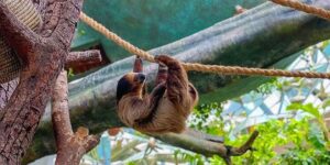 سیاره سبز در دبی: یک جنگل بارانی گرمسیری در بیابان - تصویر 9